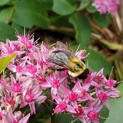 Bombus impatiens