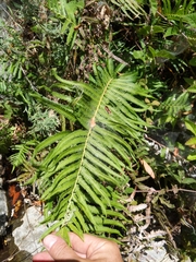 Pelazoneuron puberulum sonorense