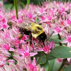 Bombus impatiens