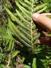 Pelazoneuron puberulum sonorense