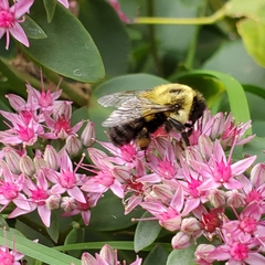Bombus impatiens