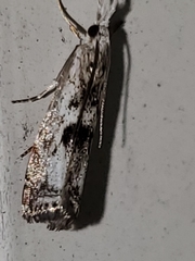 Microcrambus minor