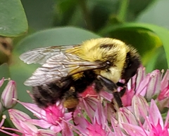 Bombus impatiens