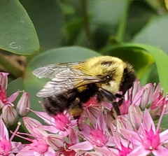 Bombus impatiens