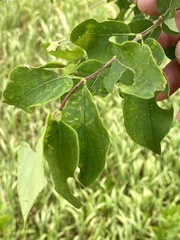 Lonicera utahensis