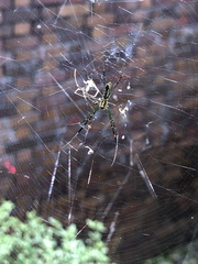 Trichonephila clavata
