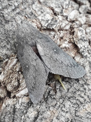 Syssphinx heiligbrodti