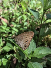 Hermeuptychia harmonia