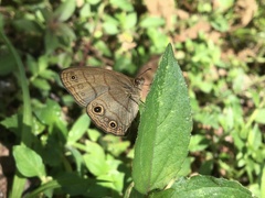 Hermeuptychia harmonia