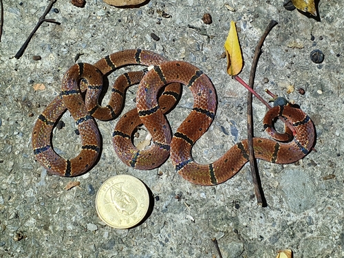 Photo of a Swinhoe's temperate Asian coralsnake (Sinomicrurus swinhoei)