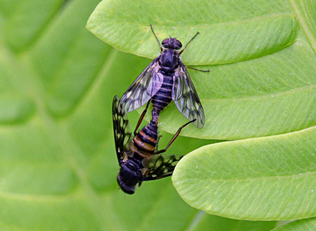 Atherix lantha