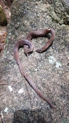 Stenorrhina degenhardtii