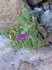 Salvia peninsularis
