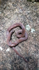 Stenorrhina degenhardtii