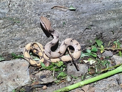 Deinagkistrodon acutus