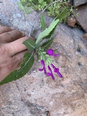 Salvia peninsularis
