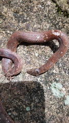 Stenorrhina degenhardtii