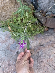 Salvia peninsularis