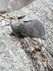 Syssphinx heiligbrodti