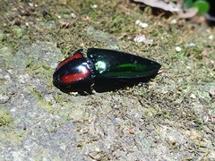 Campsosternus watanabei