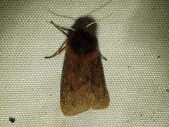 Phragmatobia assimilans