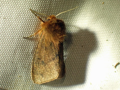 Phragmatobia assimilans