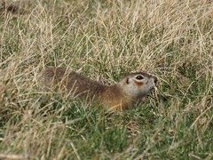 Spermophilus erythrogenys