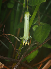 Correa aemula