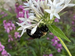 Pentas lanceolata
