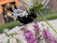 Pentas lanceolata