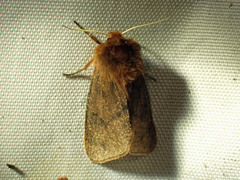 Phragmatobia assimilans