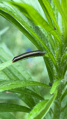 Spodoptera ornithogalli