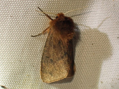 Phragmatobia assimilans