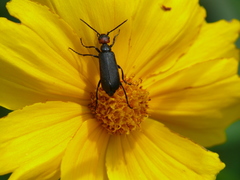 Epicauta atrata