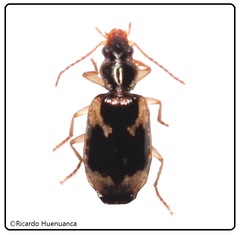 Mimodromites nigrotestaceus