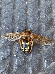 Sphecius speciosus
