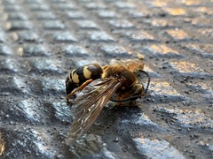 Sphecius speciosus