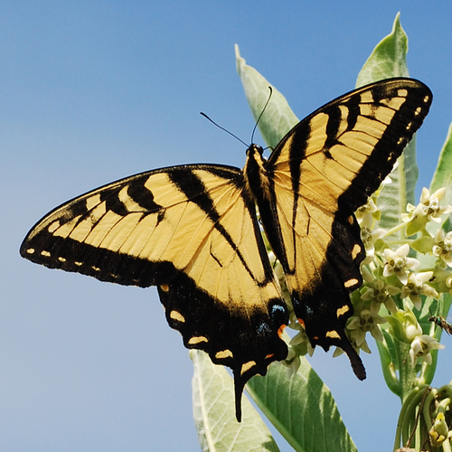 Eastern tiger swallowtail