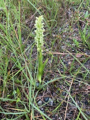 Platanthera huronensis