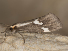 Cisthene liberomacula