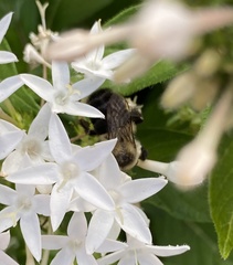 Bombus impatiens