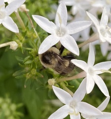 Bombus impatiens