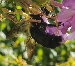 Xylocopa virginica