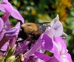 Xylocopa virginica
