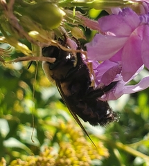 Xylocopa virginica