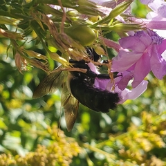 Xylocopa virginica