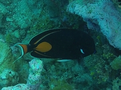 Acanthurus achilles