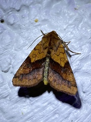 Pyrrhia exprimens