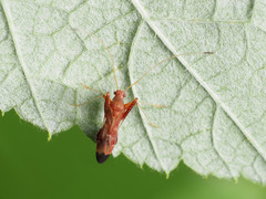 Paraxenetus guttulatus