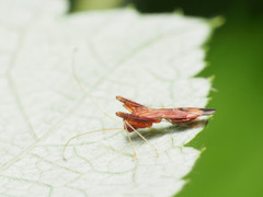 Paraxenetus guttulatus